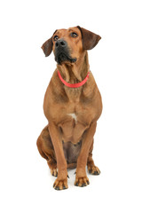 Studio shot of an adorable rhodesian ridgeback