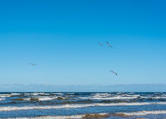 Birds over a Baltic Sea Beach on a Sunny Day