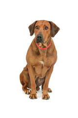 Studio shot of an adorable rhodesian ridgeback