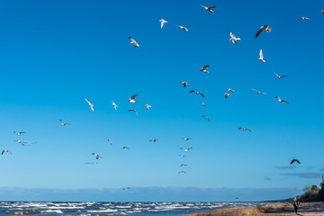 Birds over a Baltic Sea Beach on a Sunny Day