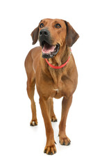 Obraz premium Studio shot of an adorable rhodesian ridgeback