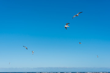 Birds over a Baltic Sea Beach on a Sunny Day