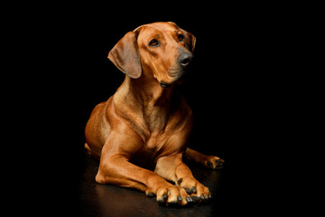 Studio shot of an adorable rhodesian ridgeback