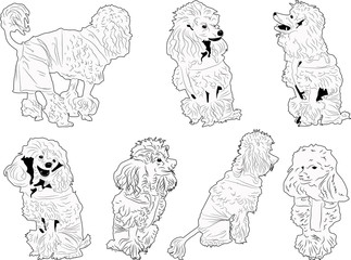 set of seven poodles outlines isolated on white
