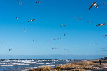 Birds over a Baltic Sea Beach on a Sunny Day