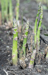 Green asparagus in the garden.
