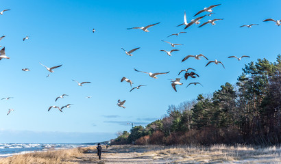 Birds over a Baltic Sea Beach on a Sunny Day