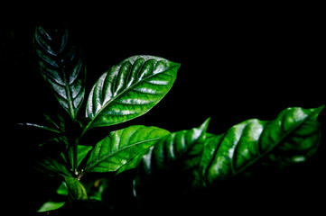 Green leaf with rain drop in jungle. Water drop on leaves. Green leaf texture background with minimal pattern. Green leaves in tropical forest on dark background. Greenery wallpaper. Botanical garden.