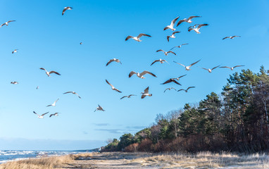 Birds over a Baltic Sea Beach on a Sunny Day