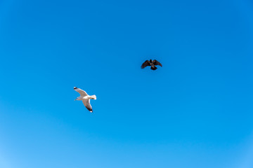 Birds over a Baltic Sea Beach on a Sunny Day