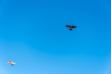 Birds over a Baltic Sea Beach on a Sunny Day