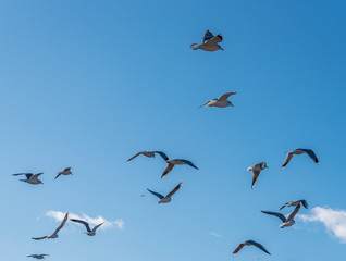 Birds over a Baltic Sea Beach on a Sunny Day