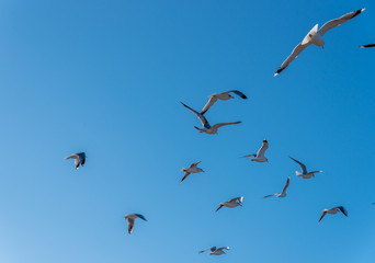 Birds over a Baltic Sea Beach on a Sunny Day