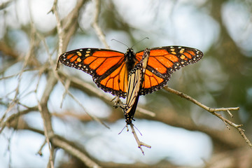 Monarch Butterfly also known as Danaus plexippus.