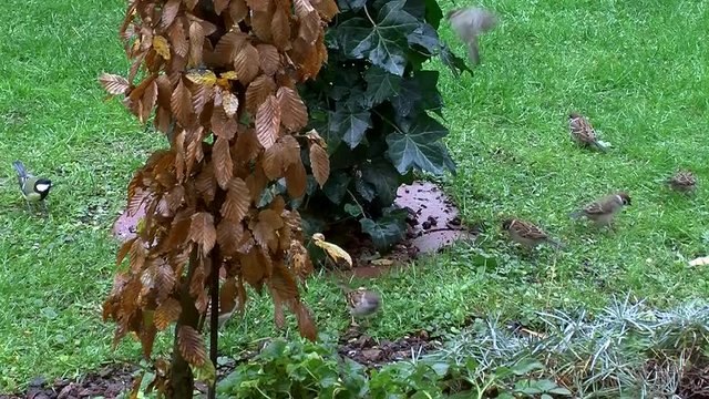 Spatzen und Kohlmeisen fressen rund um einen Efeustrauch im gr&uuml;nen Gras