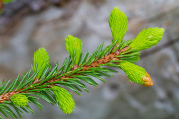 Young shoots on spruce branches