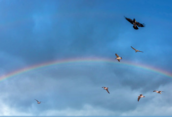 Birds over a Baltic Sea Beach on a Sunny Day with Rainbow