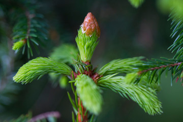 Young shoots on spruce branches