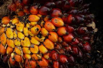Palm Oil Fruit