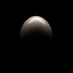 Fotobehang ostrich egg isolated on black background © Gianni Oliva