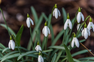 White Flowers in Early Spring in Northern Europe