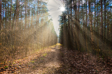 Path in a Forest on a Spring Day in Latvia with Rays of Light