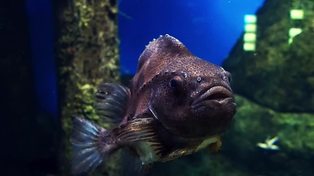 Cyclopterus lumpus Lumpfish swims underwater