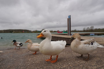 duck