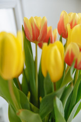 red yellow tulip flowers with green stems and tulip leaves close up white background