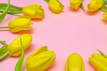 Yellow tulips on pink background. Copy space for text