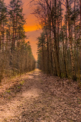 Sunset over a Path in a Forest on a Spring Day in Latvia