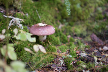mushroom