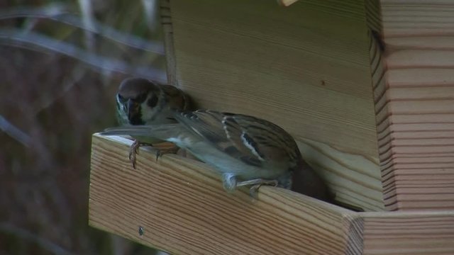Bei beginnender Dunkelheit holen zwei Sperlinge am Vogelhaus ihr Nachtmahl (Atmo)