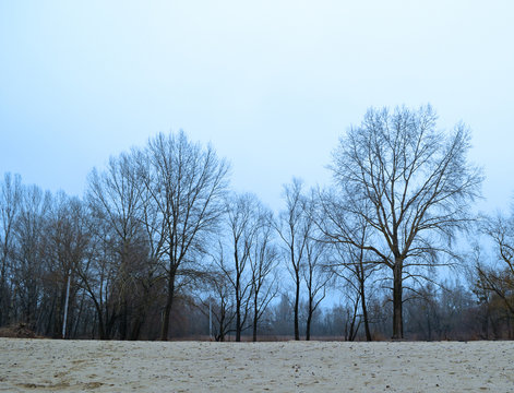 View through the sand to dry dark trees. Cold