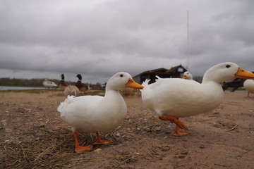 ducks