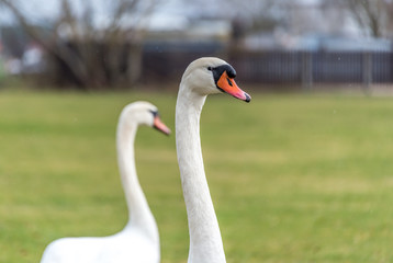Swans out for a Walk in Spring