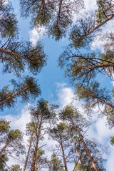 Looking up to the Sky through Tall Pine Trees