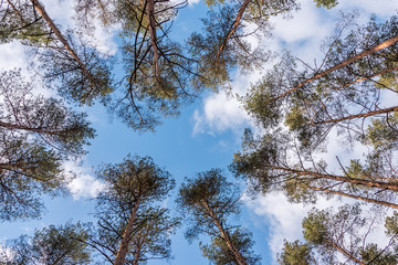 Looking up to the Sky through Tall Pine Trees