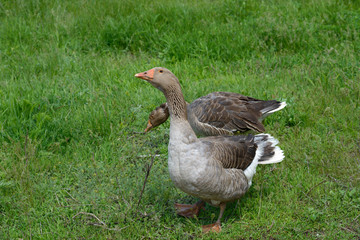 Two domestic gooses are on green grass background.