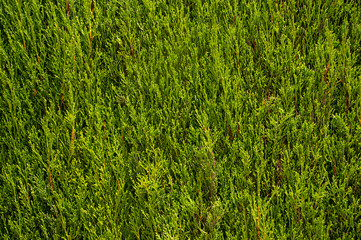 Natural clipped pruned green thuja background.