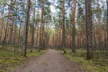Fototapeta na wymiar Path in a Forest on a Spring Day in Latvia
