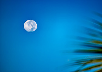 Obraz na płótnie Canvas Moon in blue sky at dawn with defocused coconut leaves beside