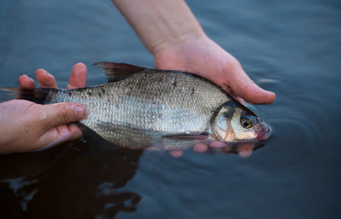 The common bream (Abramis brama) is in water in the caucasian male hands. The release of the fish in its habitat.