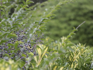 green grass with berries