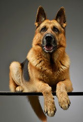 Studio shot of an adorable German shepherd