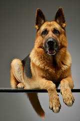 Studio shot of an adorable German shepherd