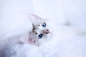 White kitten with blue eyes relaxes in bed   - Powered by Adobe
