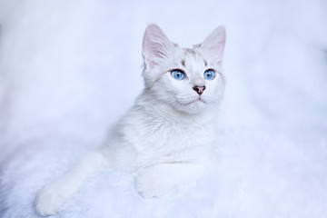 Fototapeta na wymiar White kitten with blue eyes relaxes in bed 