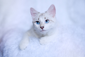 White kitten with blue eyes relaxes in bed  