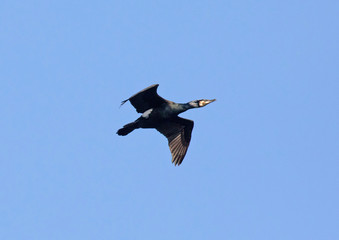 Phalacrocorax carbo